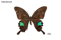 Papilio paris nakaharai Collection Image, Figure 1, Total 4 Figures